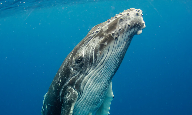 Ăn phải 10 triệu mảnh vi nhựa mỗi ngày, số phận của những chú cá voi lớn nhất thế giới sẽ đi về đâu? - Ảnh 4.
