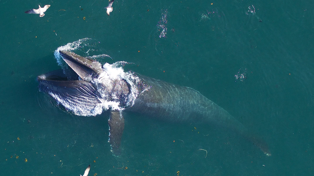 Ăn phải 10 triệu mảnh vi nhựa mỗi ngày, số phận của những chú cá voi lớn nhất thế giới sẽ đi về đâu? - Ảnh 2.