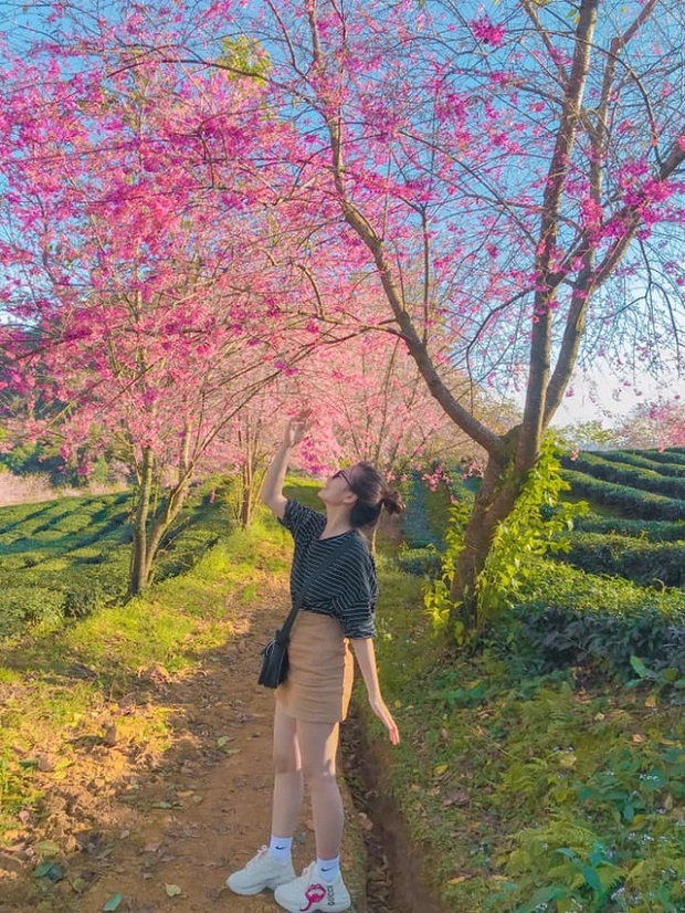 Travel to Sapa this season to admire the beautiful cherry blossoms blooming like a fairyland - Photo 27.