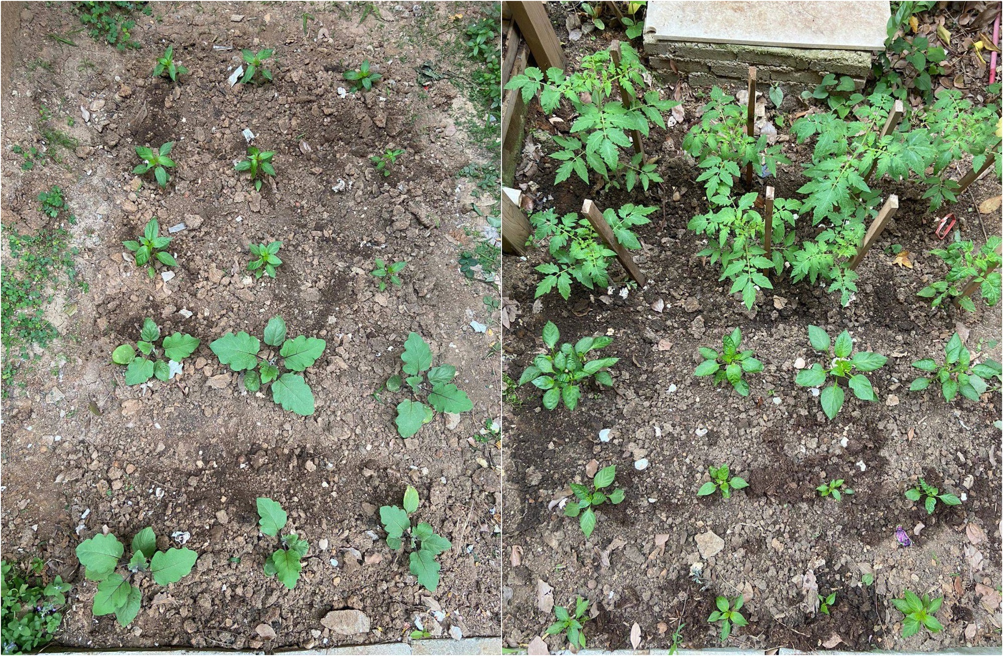 Sau 2 năm sử dụng, khu vườn 48m² khiến ai cũng phải trầm trồ trước diện mạo mới - Ảnh 6.