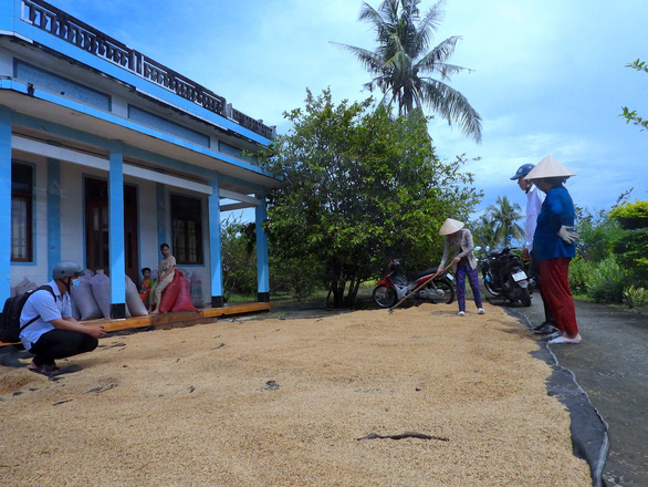 Nông dân Cà Mau bán lúa ‘ngon nhất thế giới chỉ với giá 4.500 đồng/kg - Ảnh 1.
