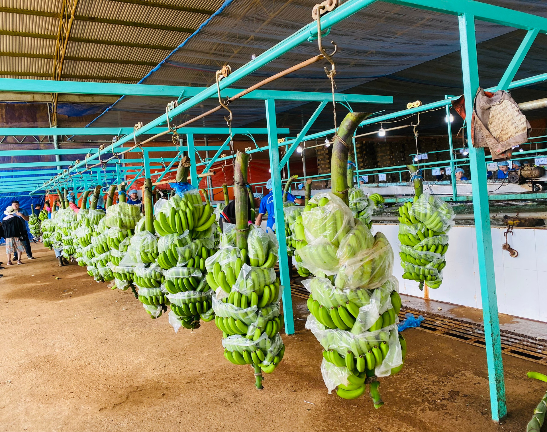 Bầu Đức đưa cổ đông đi thực địa dự án Campuchia: Giá heo đang cao hơn 40% tại Việt Nam, đã có 1 cụm chuồng khoảng 60.000 heo thịt - Ảnh 6.