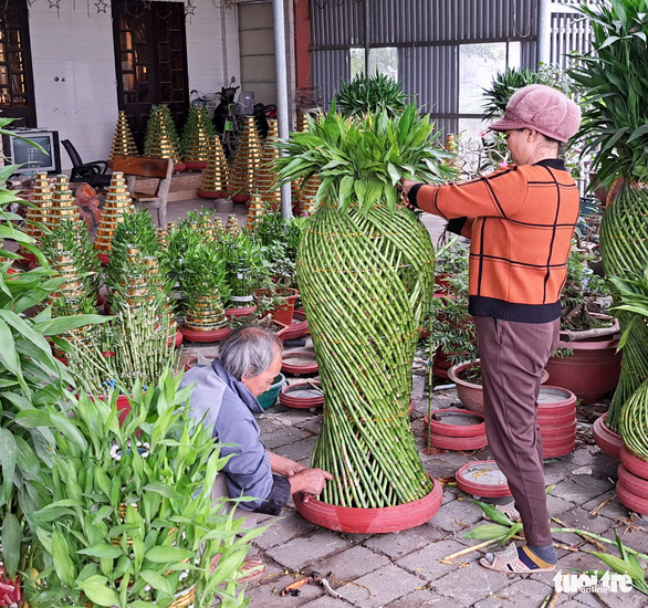 Làng ‘phát lộc’ lo mất Tết vì cây chết hàng loạt - Ảnh 1.