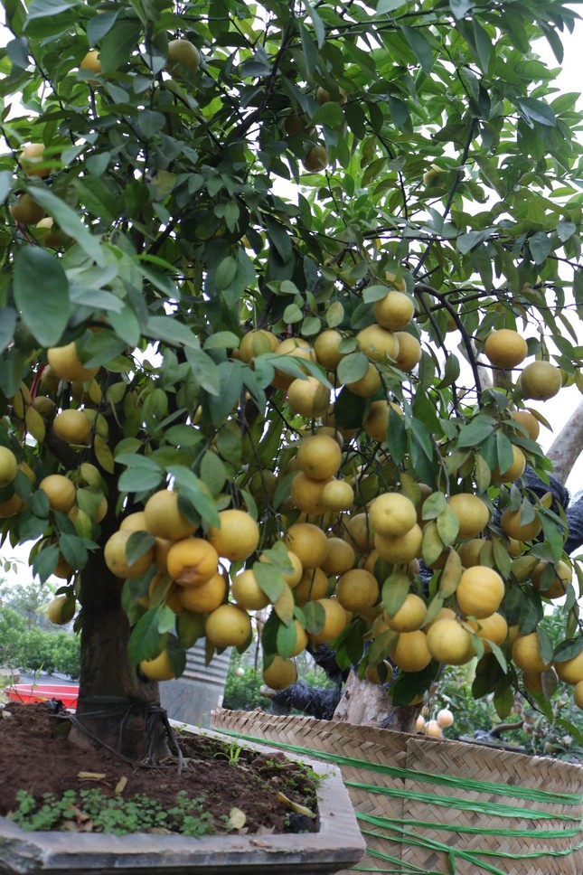 Thủ phủ hoa, cây cảnh ở Hà Nội tất bật vào vụ Tết - Ảnh 6. Thủ phủ hoa, cây cảnh ở Hà Nội tất bật vào vụ Tết - Ảnh 6.