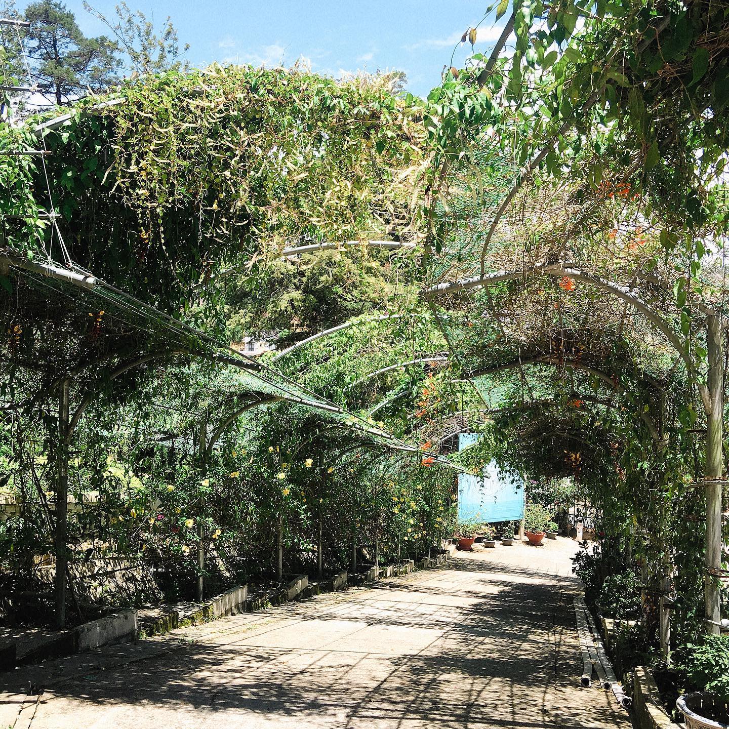 Du khách đến Đà Lạt bắt đầu chuộng tham quan các ngôi biệt thự cổ thay cho quán cà phê giữa núi rừng - Ảnh 12. Du khách đến Đà Lạt bắt đầu chuộng tham quan các ngôi biệt thự cổ thay cho quán cà phê giữa núi rừng - Ảnh 12.