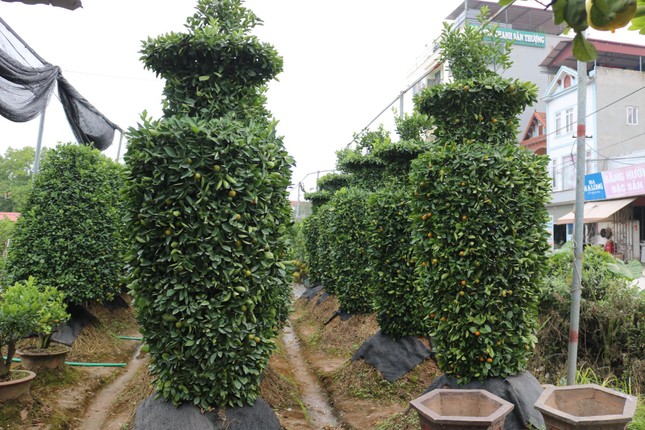 Thủ phủ hoa, cây cảnh ở Hà Nội tất bật vào vụ Tết - Ảnh 5. Thủ phủ hoa, cây cảnh ở Hà Nội tất bật vào vụ Tết - Ảnh 5.