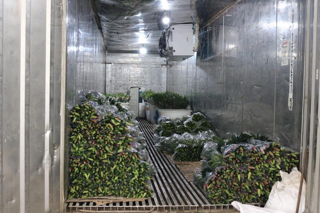 Thủ phủ hoa, cây cảnh ở Hà Nội tất bật vào vụ Tết - Ảnh 2. Thủ phủ hoa, cây cảnh ở Hà Nội tất bật vào vụ Tết - Ảnh 2.