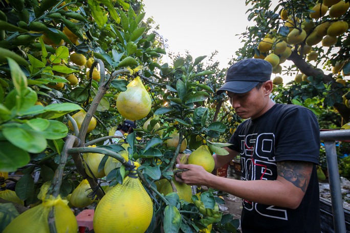 Bưởi Diễn vàng ửng, lúc lỉu quả Nam tiến, giá hàng chục triệu đồng - Ảnh 9.
