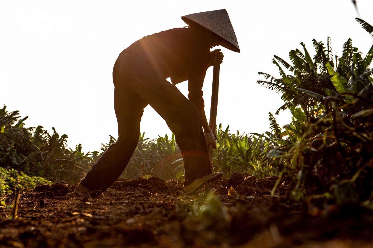Trồng củ cọc, nông dân bãi giữa sông Hồng thu hàng trăm triệu đồng mỗi năm - Ảnh 5.