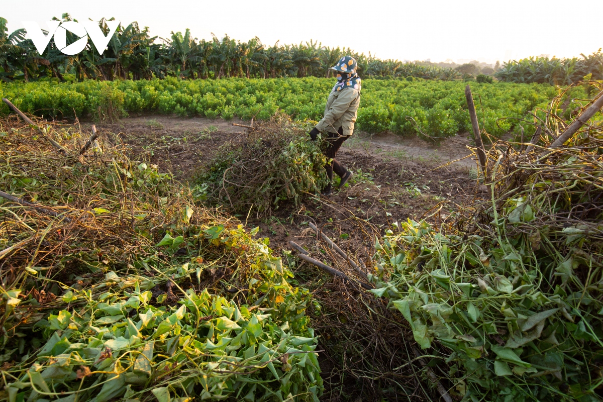 Trồng củ cọc, nông dân bãi giữa sông Hồng thu hàng trăm triệu đồng mỗi năm - Ảnh 4.