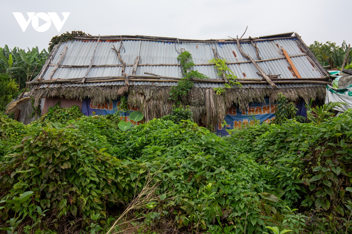 Trồng củ cọc, nông dân bãi giữa sông Hồng thu hàng trăm triệu đồng mỗi năm - Ảnh 3.