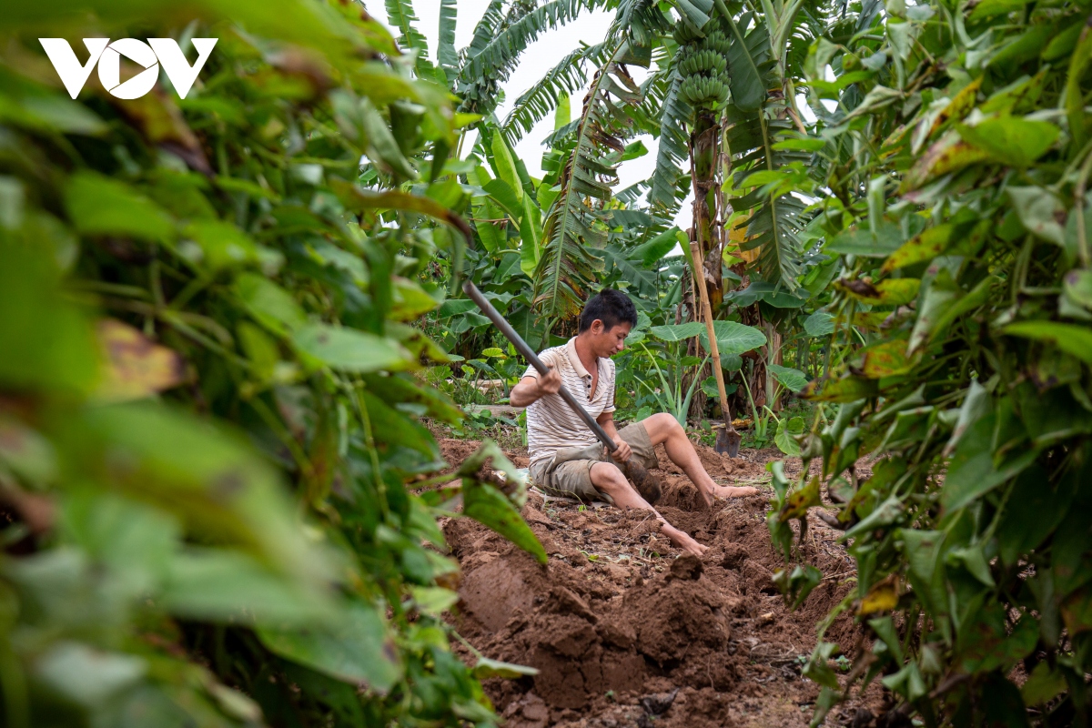 Trồng củ cọc, nông dân bãi giữa sông Hồng thu hàng trăm triệu đồng mỗi năm - Ảnh 11.