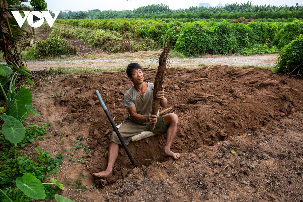 Trồng củ cọc, nông dân bãi giữa sông Hồng thu hàng trăm triệu đồng mỗi năm - Ảnh 9.