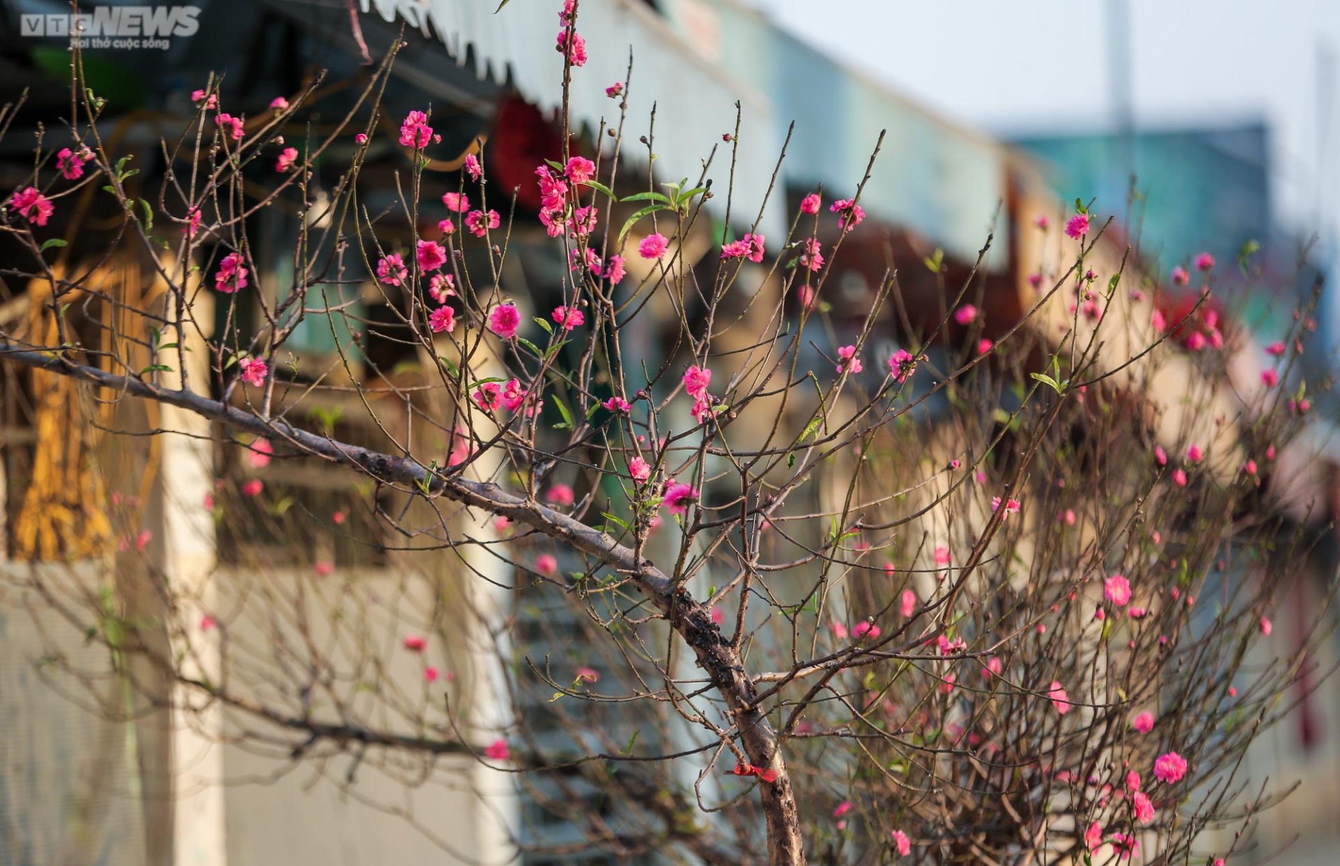 Người Hà Nội háo hức tìm mua đào nở sớm - Ảnh 3.