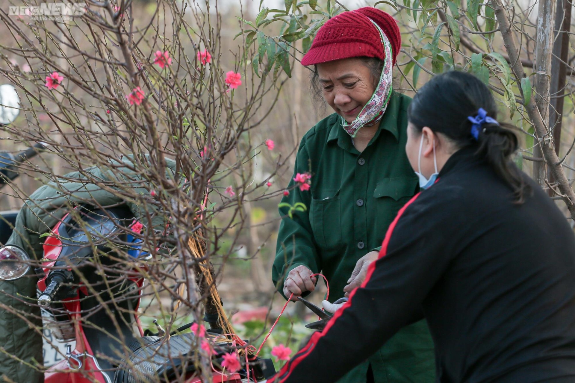 Người Hà Nội háo hức tìm mua đào nở sớm - Ảnh 14.