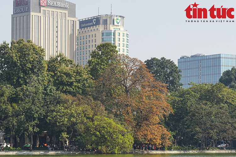 Cây lộc vừng 9 gốc bên Hồ Gươm đổi màu vàng cam tuyệt đẹp - Ảnh 1.