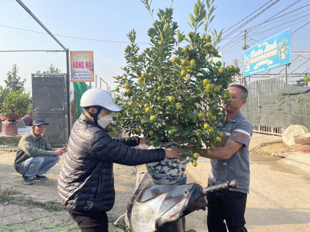 Quất Tứ Liên vào vụ Tết, nông dân phấn khởi vì được giá - Ảnh 15. Quất Tứ Liên vào vụ Tết, nông dân phấn khởi vì được giá - Ảnh 15.