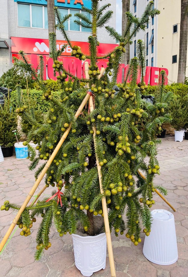 Cành thông tươi trĩu quả, giá siêu rẻ tràn ngập vỉa hè Hà Nội - Ảnh 4. Cành thông tươi trĩu quả, giá siêu rẻ tràn ngập vỉa hè Hà Nội - Ảnh 4.