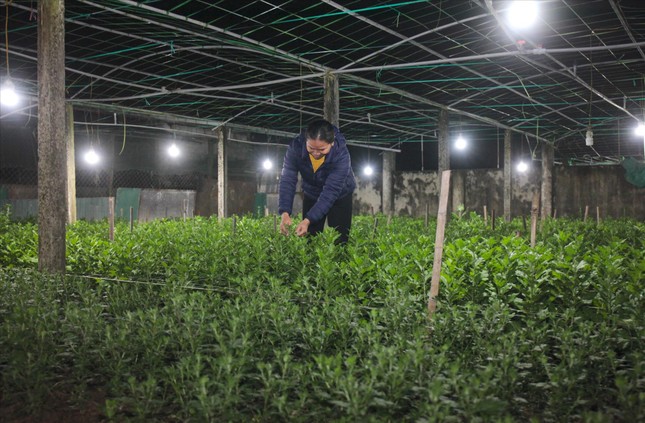 Để hoa Tết không ngủ - Ảnh 1.