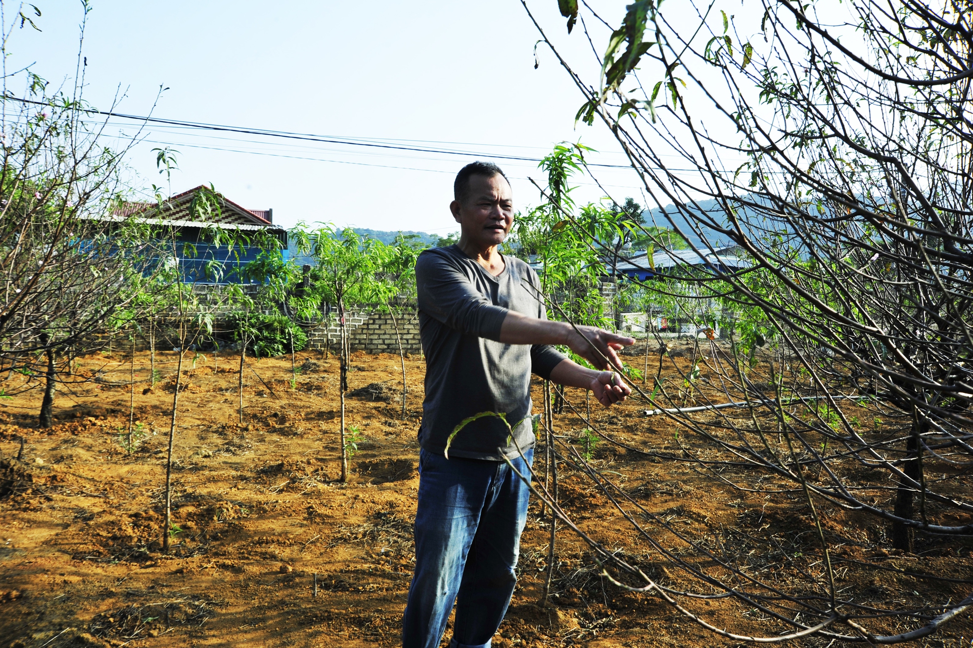 Hoa đào năm nay nở chậm, chủ vườn tư vấn cho khách cách chọn cây ưng ý chơi Tết - Ảnh 4.