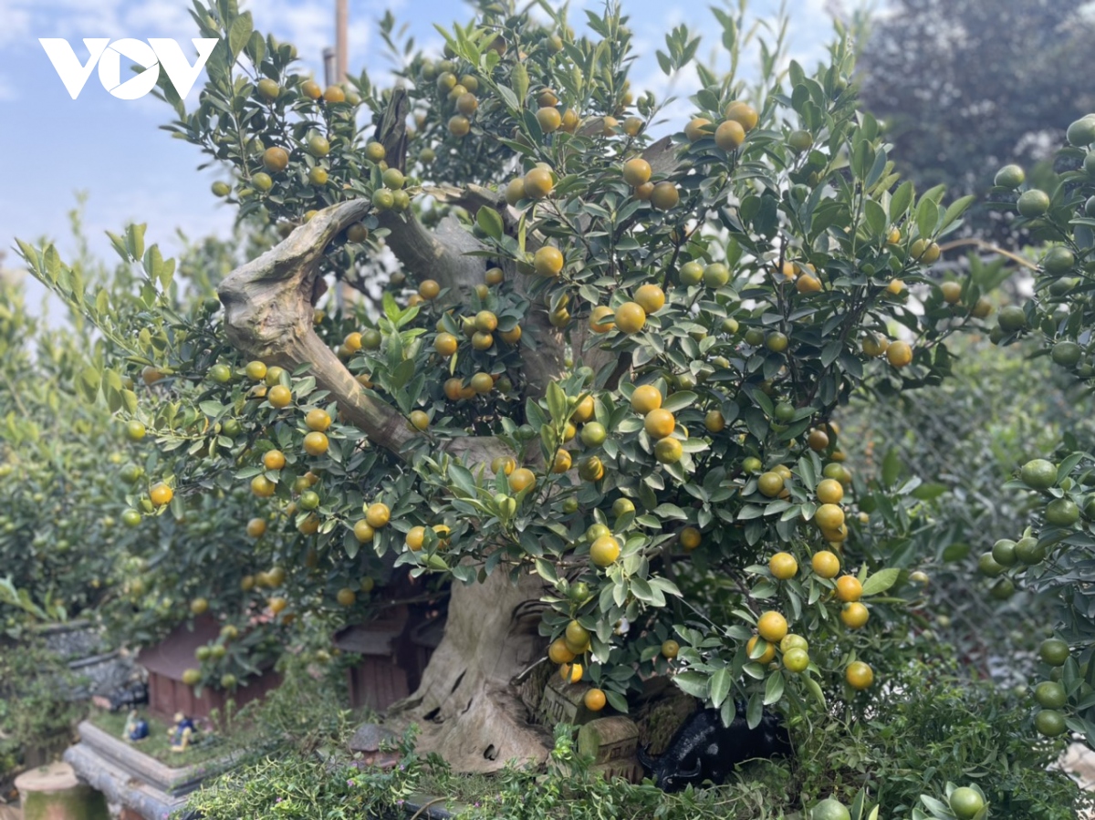 Quất Tứ Liên vào vụ Tết, nông dân phấn khởi vì được giá - Ảnh 5. Quất Tứ Liên vào vụ Tết, nông dân phấn khởi vì được giá - Ảnh 5.