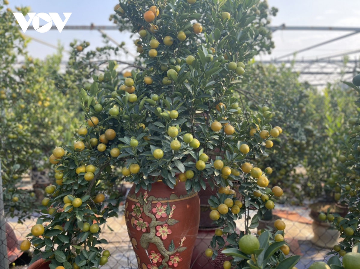 Quất Tứ Liên vào vụ Tết, nông dân phấn khởi vì được giá - Ảnh 4. Quất Tứ Liên vào vụ Tết, nông dân phấn khởi vì được giá - Ảnh 4.