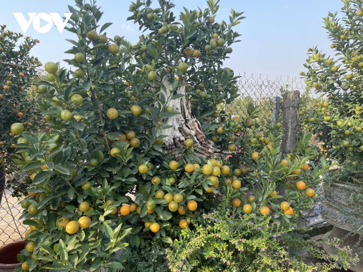 Quất Tứ Liên vào vụ Tết, nông dân phấn khởi vì được giá - Ảnh 3. Quất Tứ Liên vào vụ Tết, nông dân phấn khởi vì được giá - Ảnh 3.