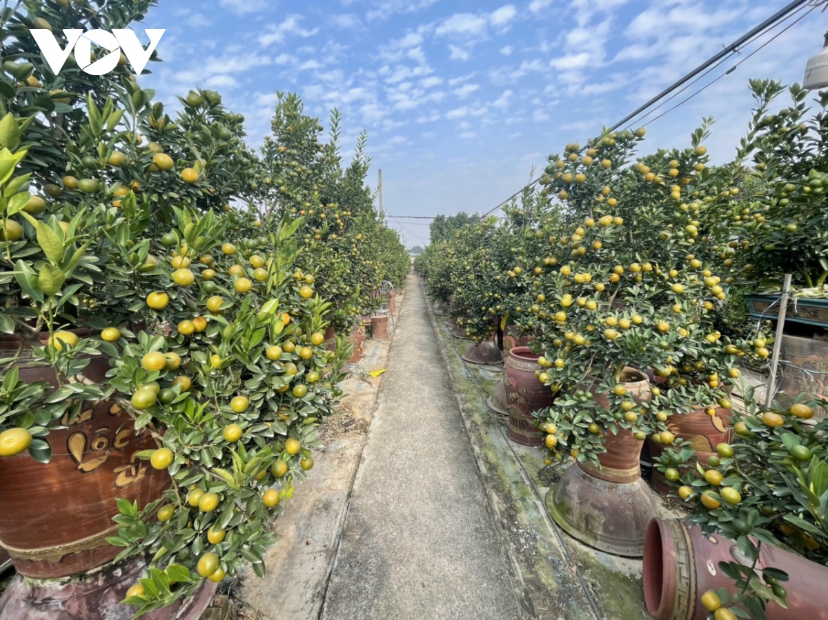 Quất Tứ Liên vào vụ Tết, nông dân phấn khởi vì được giá - Ảnh 2. Quất Tứ Liên vào vụ Tết, nông dân phấn khởi vì được giá - Ảnh 2.