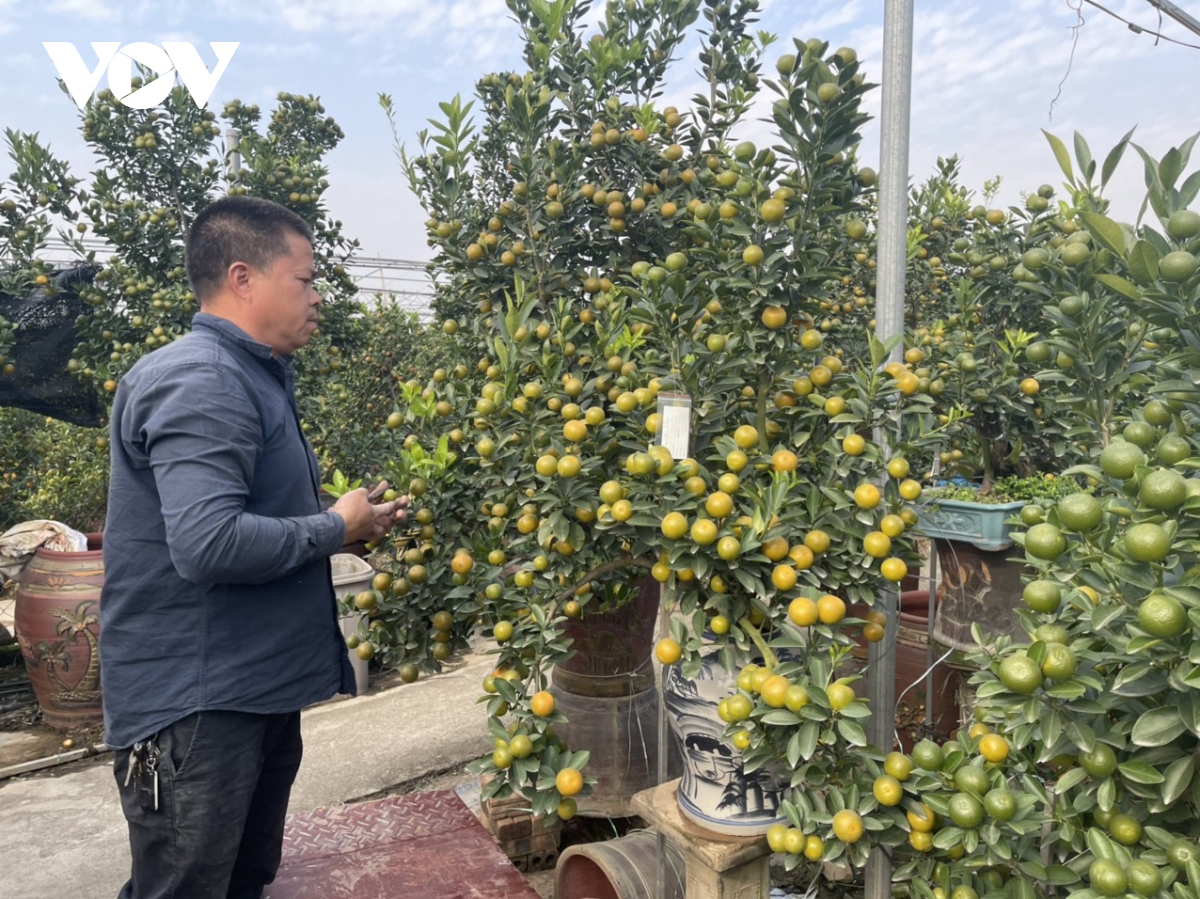 Quất Tứ Liên vào vụ Tết, nông dân phấn khởi vì được giá - Ảnh 1. Quất Tứ Liên vào vụ Tết, nông dân phấn khởi vì được giá - Ảnh 1.