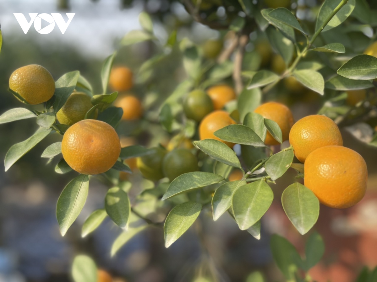 Quất Tứ Liên vào vụ Tết, nông dân phấn khởi vì được giá - Ảnh 14. Quất Tứ Liên vào vụ Tết, nông dân phấn khởi vì được giá - Ảnh 14.