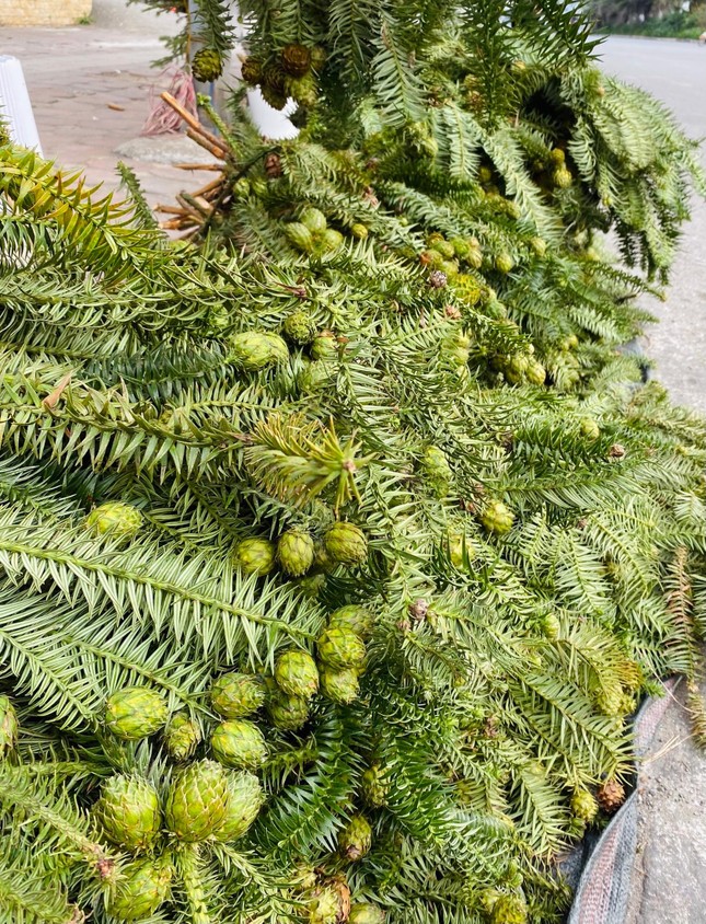 Cành thông tươi trĩu quả, giá siêu rẻ tràn ngập vỉa hè Hà Nội - Ảnh 3. Cành thông tươi trĩu quả, giá siêu rẻ tràn ngập vỉa hè Hà Nội - Ảnh 3.