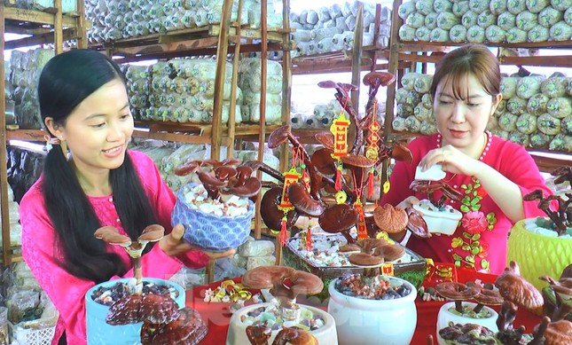 Độc lạ chậu bonsai nấm linh chi chơi Tết - Ảnh 8.