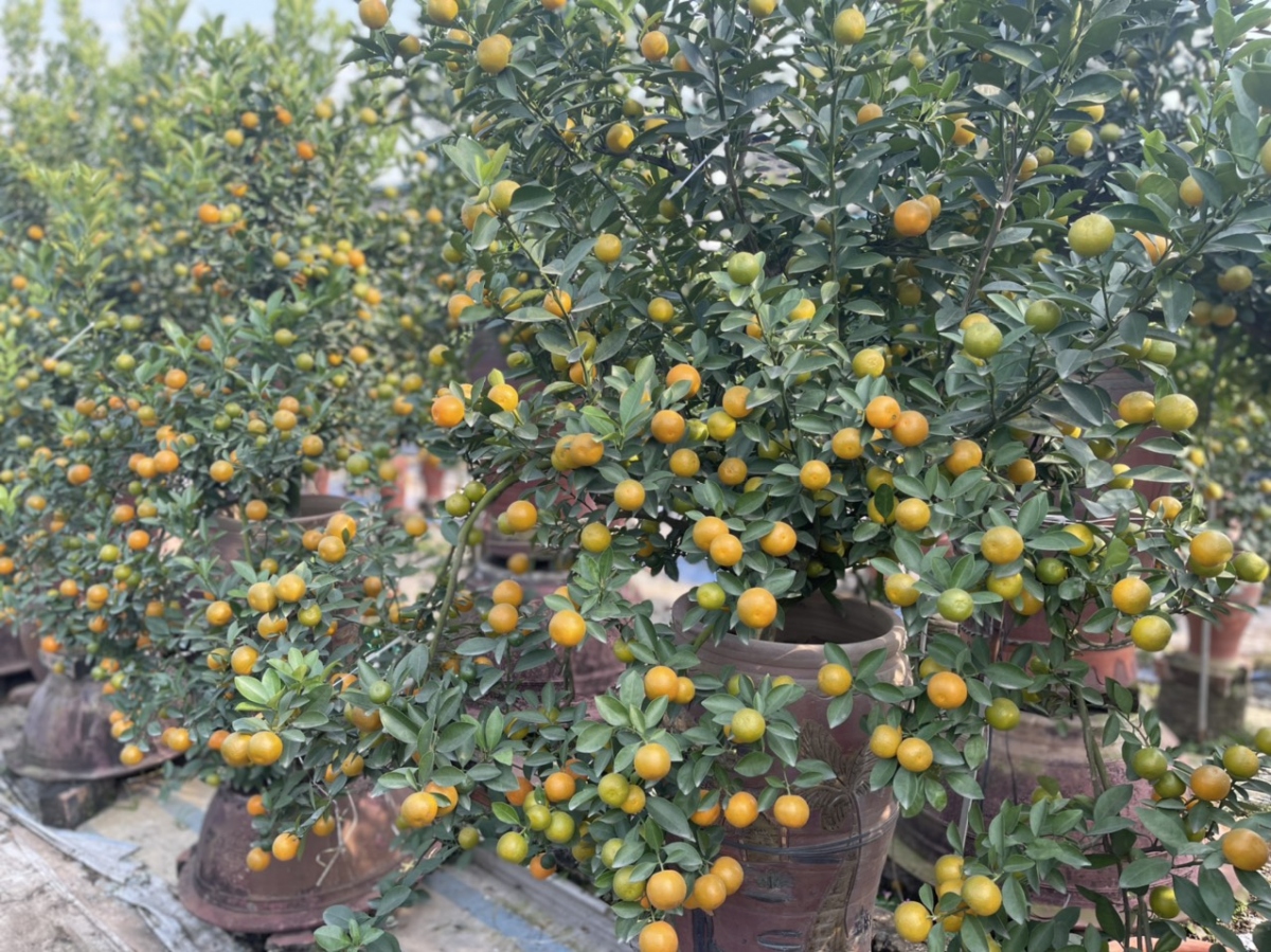 Quất Tứ Liên vào vụ Tết, nông dân phấn khởi vì được giá - Ảnh 13. Quất Tứ Liên vào vụ Tết, nông dân phấn khởi vì được giá - Ảnh 13.