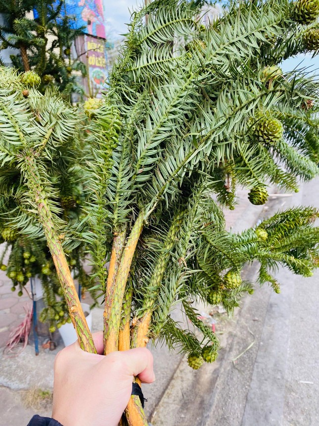 Cành thông tươi trĩu quả, giá siêu rẻ tràn ngập vỉa hè Hà Nội - Ảnh 2. Cành thông tươi trĩu quả, giá siêu rẻ tràn ngập vỉa hè Hà Nội - Ảnh 2.