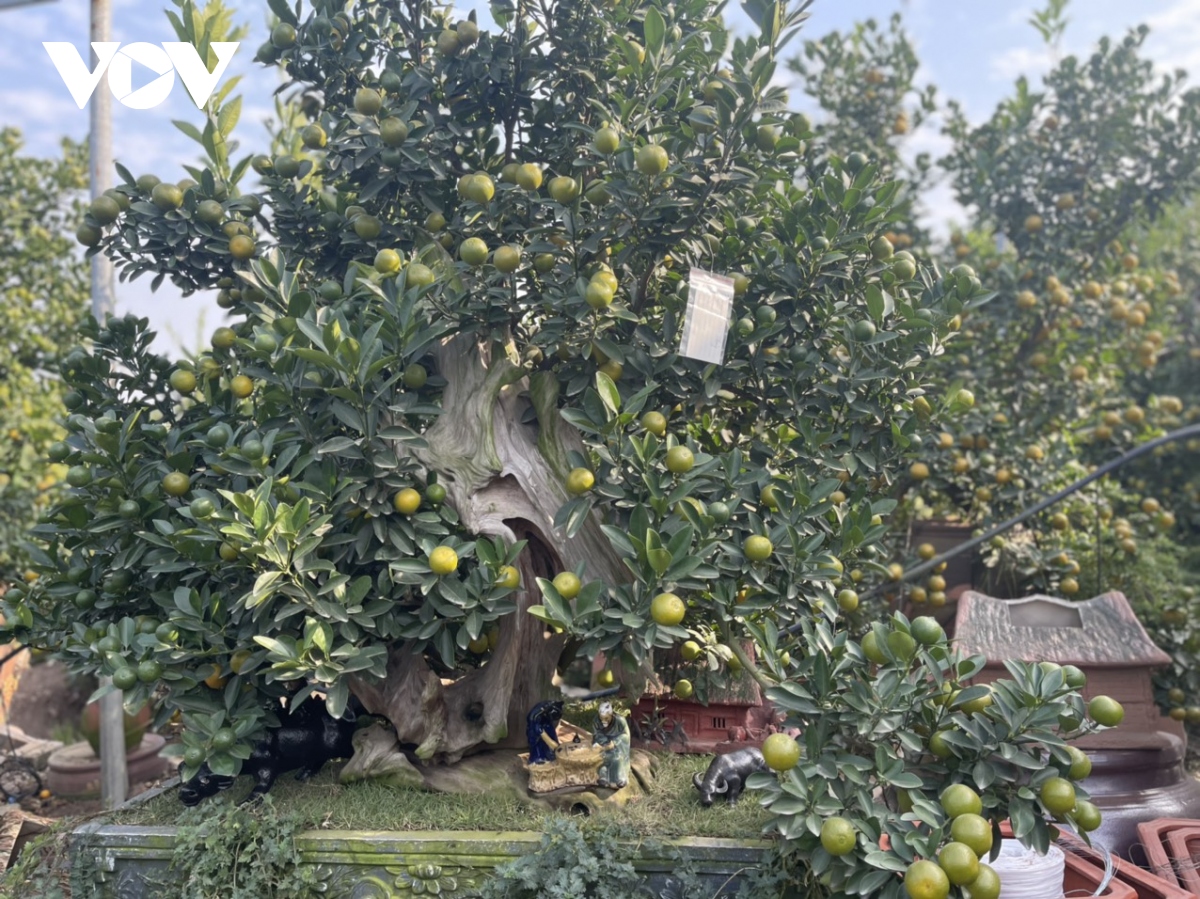 Quất Tứ Liên vào vụ Tết, nông dân phấn khởi vì được giá - Ảnh 12. Quất Tứ Liên vào vụ Tết, nông dân phấn khởi vì được giá - Ảnh 12.