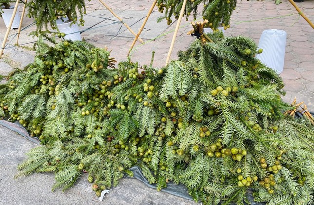 Cành thông tươi trĩu quả, giá siêu rẻ tràn ngập vỉa hè Hà Nội - Ảnh 1. Cành thông tươi trĩu quả, giá siêu rẻ tràn ngập vỉa hè Hà Nội - Ảnh 1.
