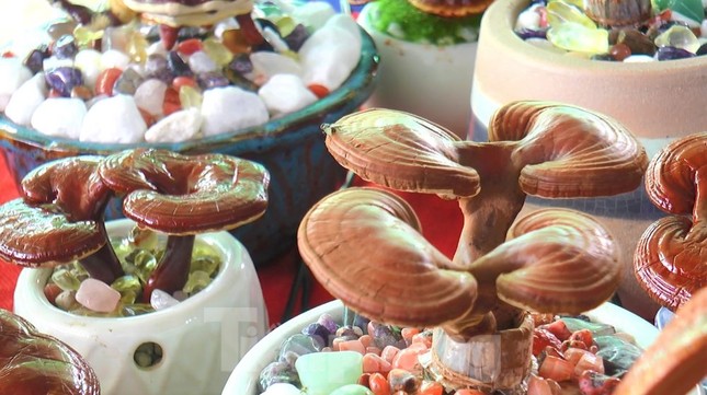 Độc lạ chậu bonsai nấm linh chi chơi Tết - Ảnh 6.