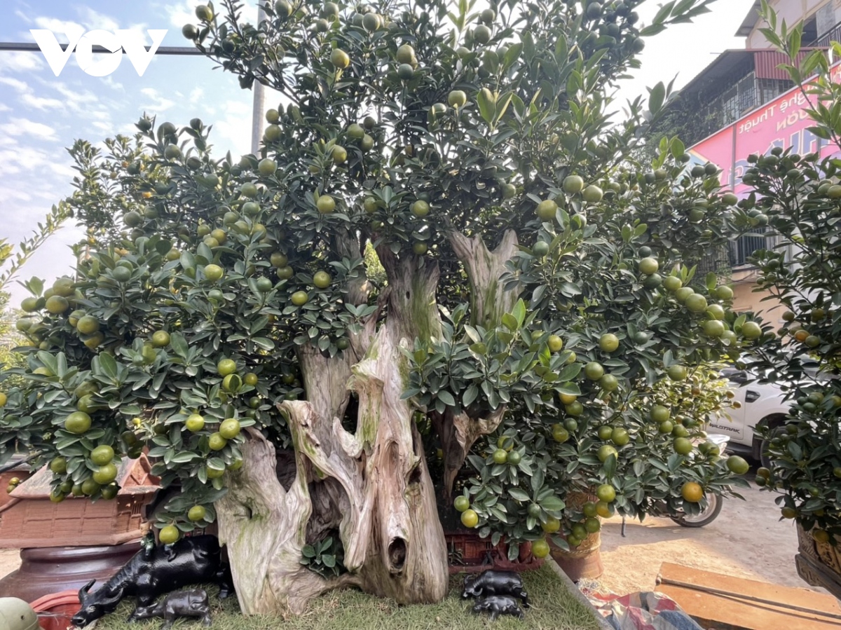 Quất Tứ Liên vào vụ Tết, nông dân phấn khởi vì được giá - Ảnh 11. Quất Tứ Liên vào vụ Tết, nông dân phấn khởi vì được giá - Ảnh 11.