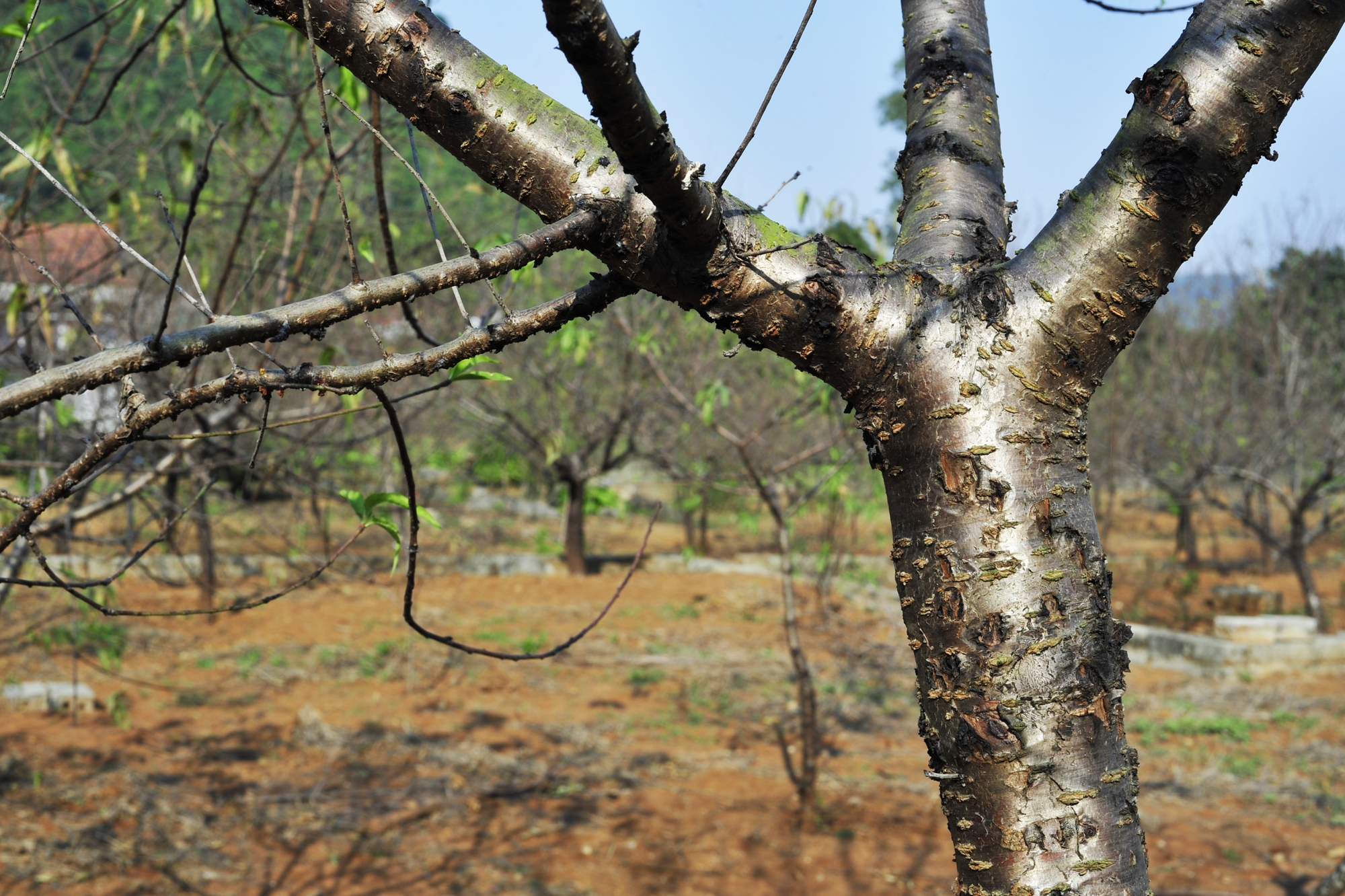 Hoa đào năm nay nở chậm, chủ vườn tư vấn cho khách cách chọn cây ưng ý chơi Tết - Ảnh 8.