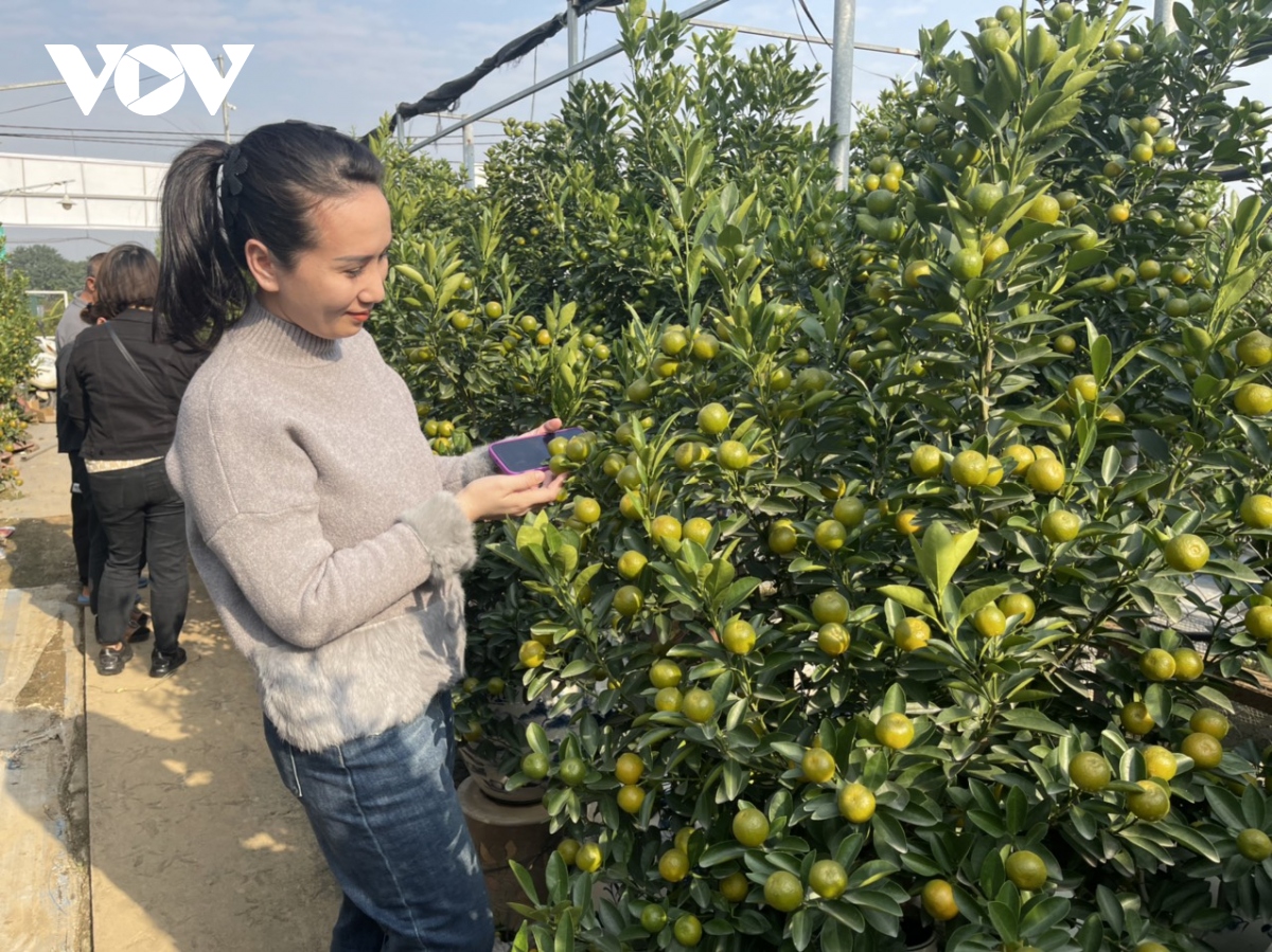 Quất Tứ Liên vào vụ Tết, nông dân phấn khởi vì được giá - Ảnh 10. Quất Tứ Liên vào vụ Tết, nông dân phấn khởi vì được giá - Ảnh 10.