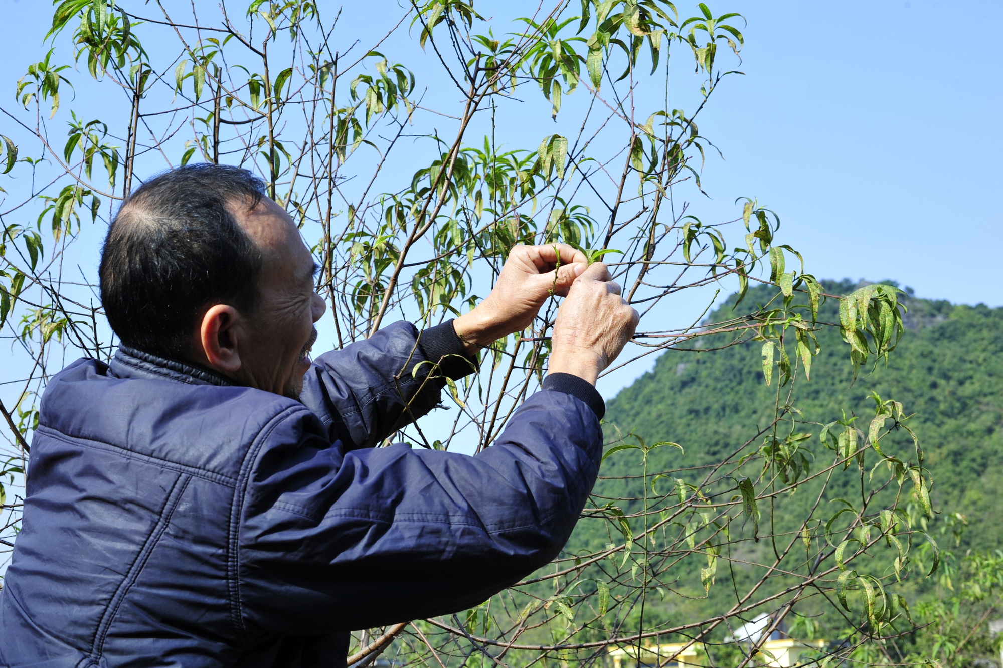 Hoa đào năm nay nở chậm, chủ vườn tư vấn cho khách cách chọn cây ưng ý chơi Tết - Ảnh 7.