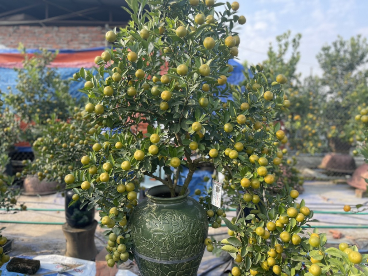 Quất Tứ Liên vào vụ Tết, nông dân phấn khởi vì được giá - Ảnh 9. Quất Tứ Liên vào vụ Tết, nông dân phấn khởi vì được giá - Ảnh 9.