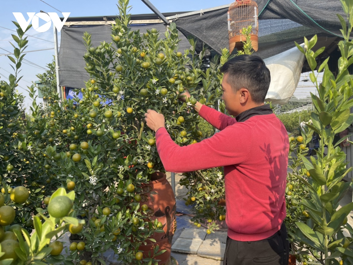 Quất Tứ Liên vào vụ Tết, nông dân phấn khởi vì được giá - Ảnh 8. Quất Tứ Liên vào vụ Tết, nông dân phấn khởi vì được giá - Ảnh 8.