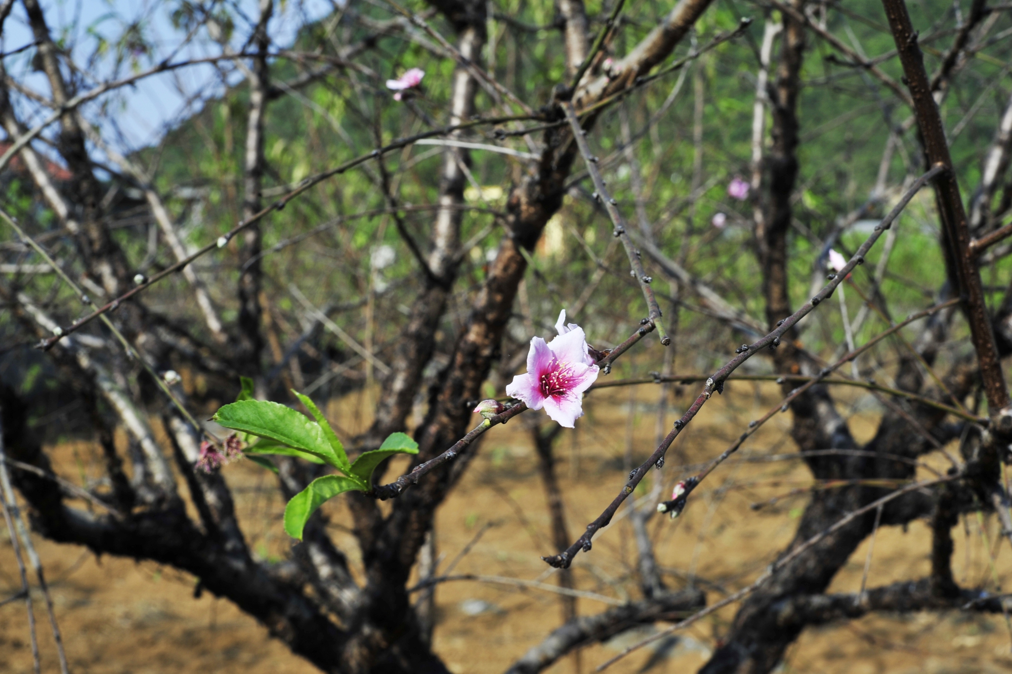 Hoa đào năm nay nở chậm, chủ vườn tư vấn cho khách cách chọn cây ưng ý chơi Tết - Ảnh 5.