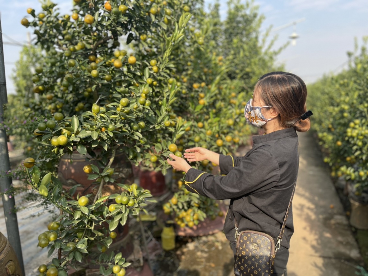 Quất Tứ Liên vào vụ Tết, nông dân phấn khởi vì được giá - Ảnh 7. Quất Tứ Liên vào vụ Tết, nông dân phấn khởi vì được giá - Ảnh 7.