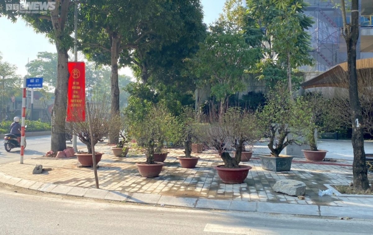 Đào, quất, bưởi Tết giá trăm triệu đồng xuống phố Hà Nội - Ảnh 5.