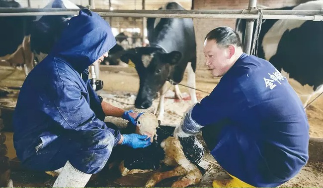 Người đàn ông thế chấp nhà để nuôi lợn chạy bộ, bỏ 200 triệu đồng để mua lợn què, bất ngờ thu chục tỷ chỉ sau vài năm - Ảnh 3. Người đàn ông thế chấp nhà để nuôi lợn chạy bộ, bỏ 200 triệu đồng để mua lợn què, bất ngờ thu chục tỷ chỉ sau vài năm - Ảnh 3.