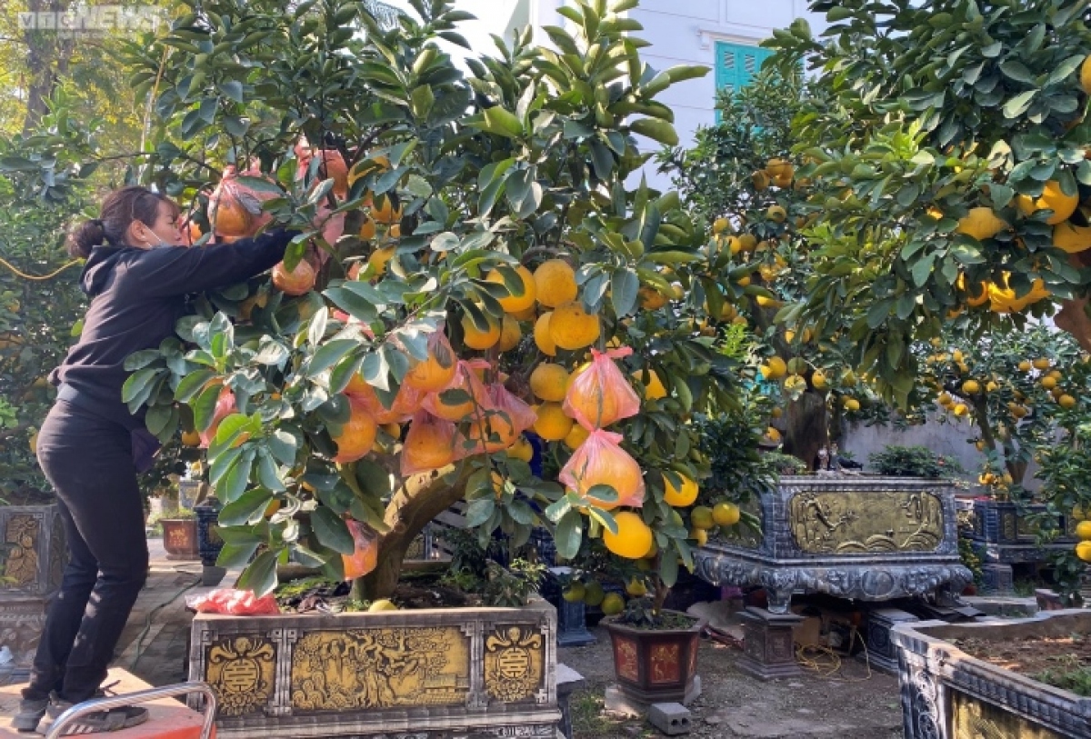 Đào, quất, bưởi Tết giá trăm triệu đồng xuống phố Hà Nội - Ảnh 2.