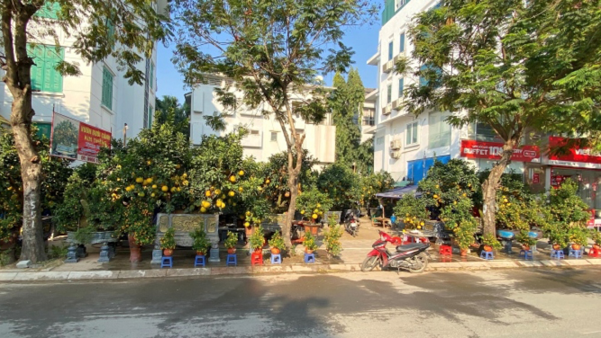 Đào, quất, bưởi Tết giá trăm triệu đồng xuống phố Hà Nội - Ảnh 1.