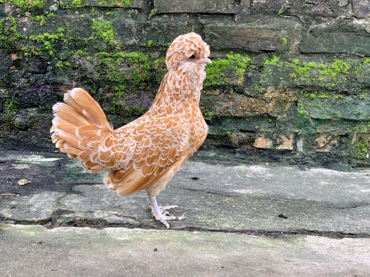 Quà biếu Tết siêu độc dị: Gà sư tử Ba Lan giá gần chục triệu đồng - Ảnh 9.